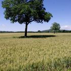 Campagne Isèroise .....