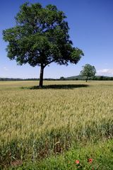 Campagne Isèroise .....