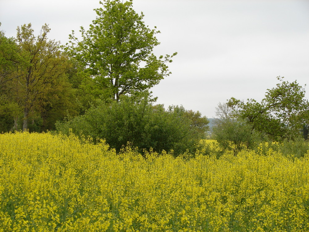 campagne jaune