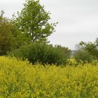 campagne jaune