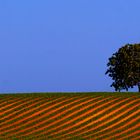 Campagne nel Viterbese