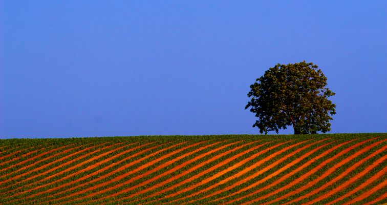 Campagne nel Viterbese
