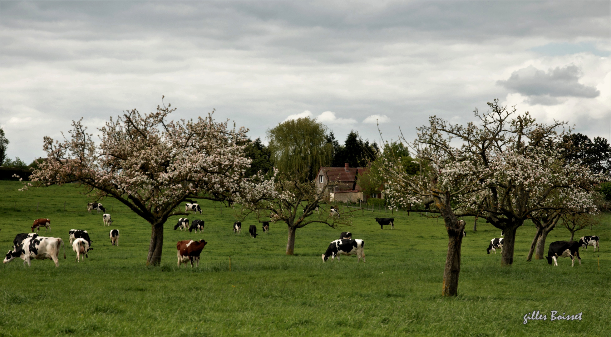 campagne normande d'appellation d'origine contrôlée