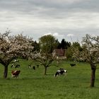 campagne normande d'appellation d'origine contrôlée