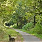 Campagne périgourdine