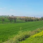 Campagne printanière près de chez moi