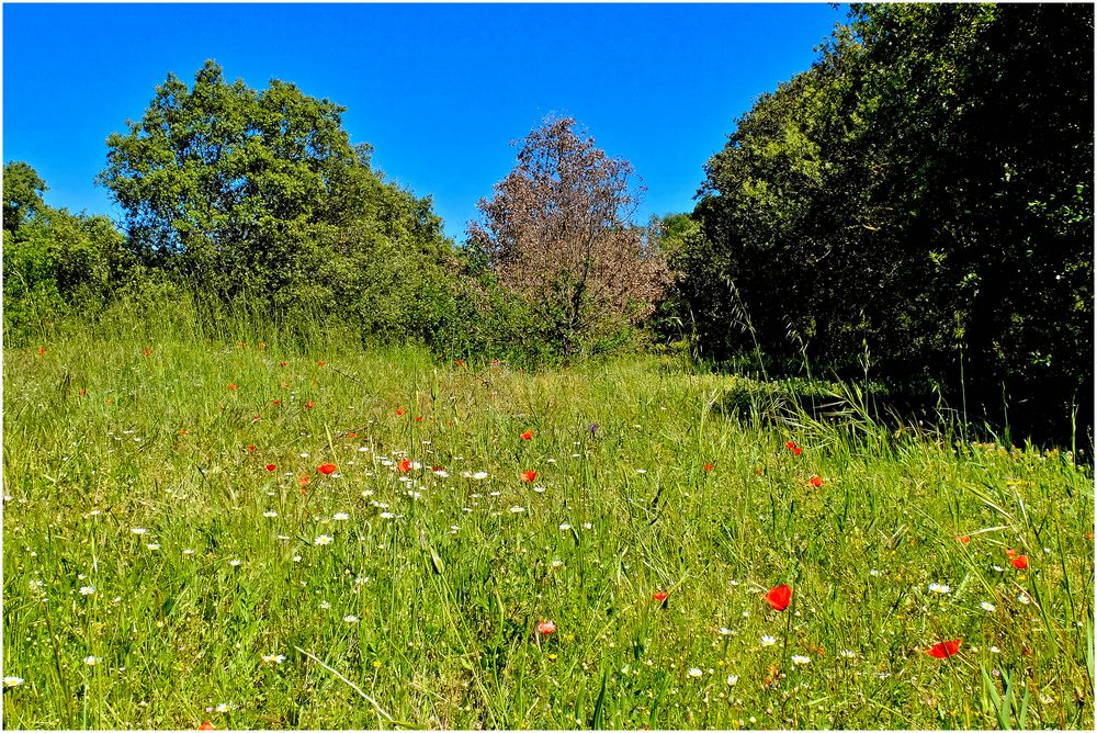 campagne provençale