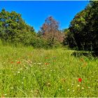 campagne provençale