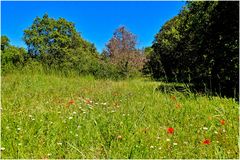 campagne provençale