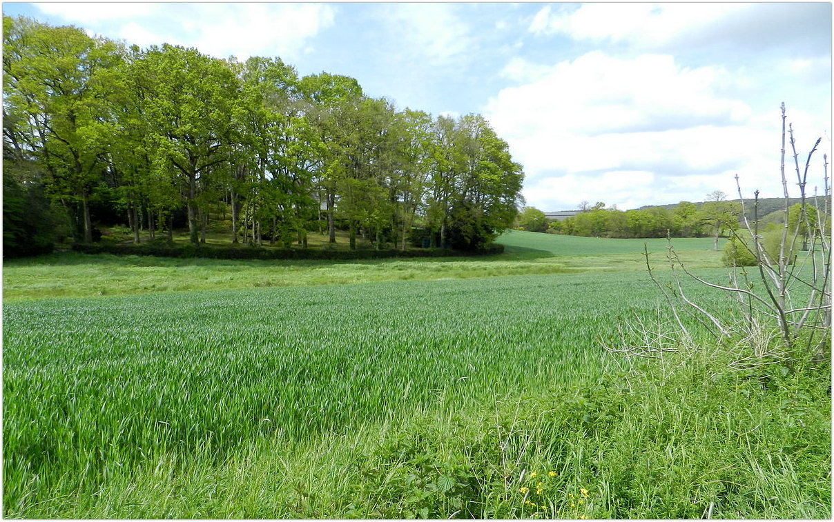 campagne verdoyante