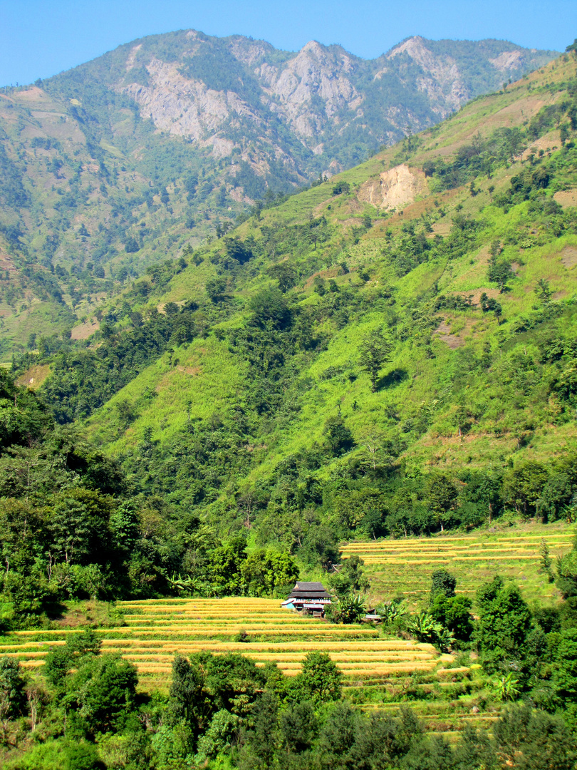 Campagnes du Népal, Terai