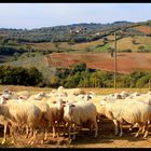 Campagnia di Maremma(GR)