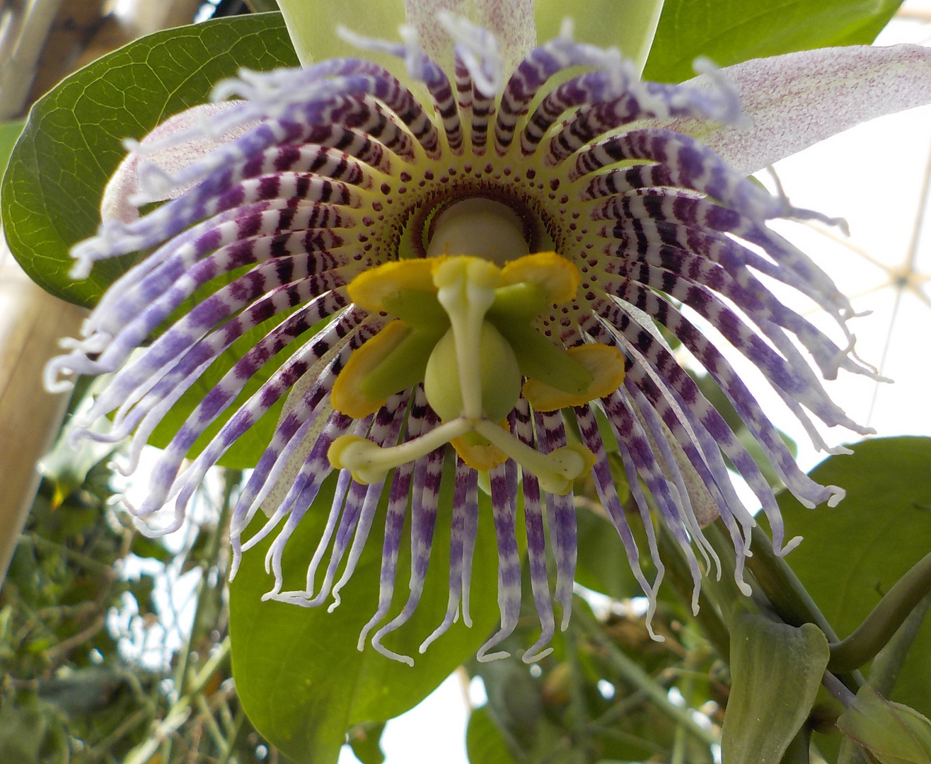 Campana floral