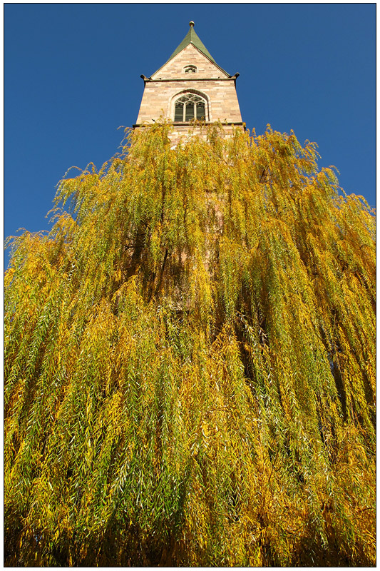 campanalbero