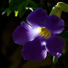 Campananula morada...Brasil