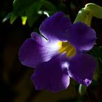 Campananula morada...Brasil