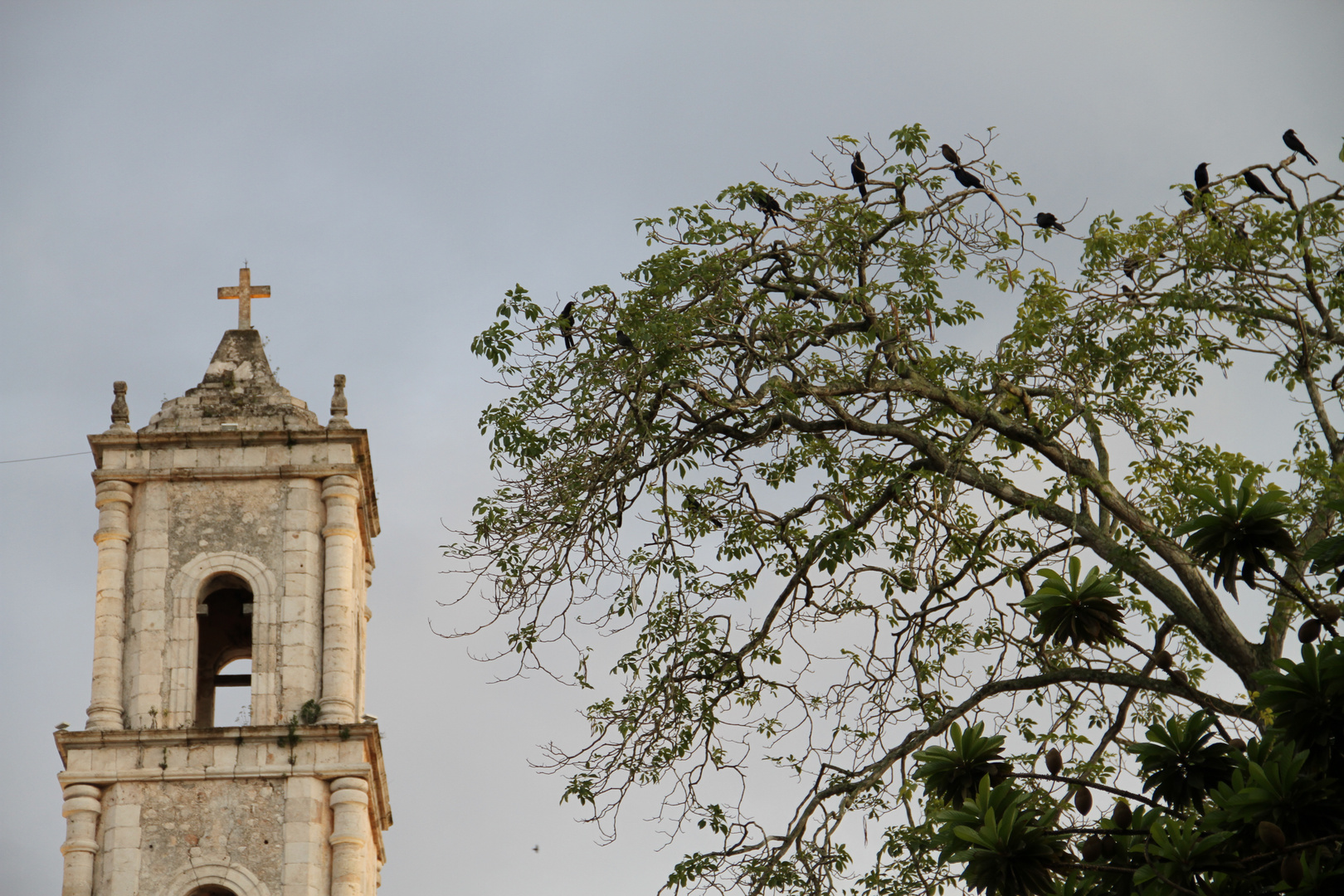 Campanario y pajaros en los arboles