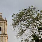 Campanario y pajaros en los arboles