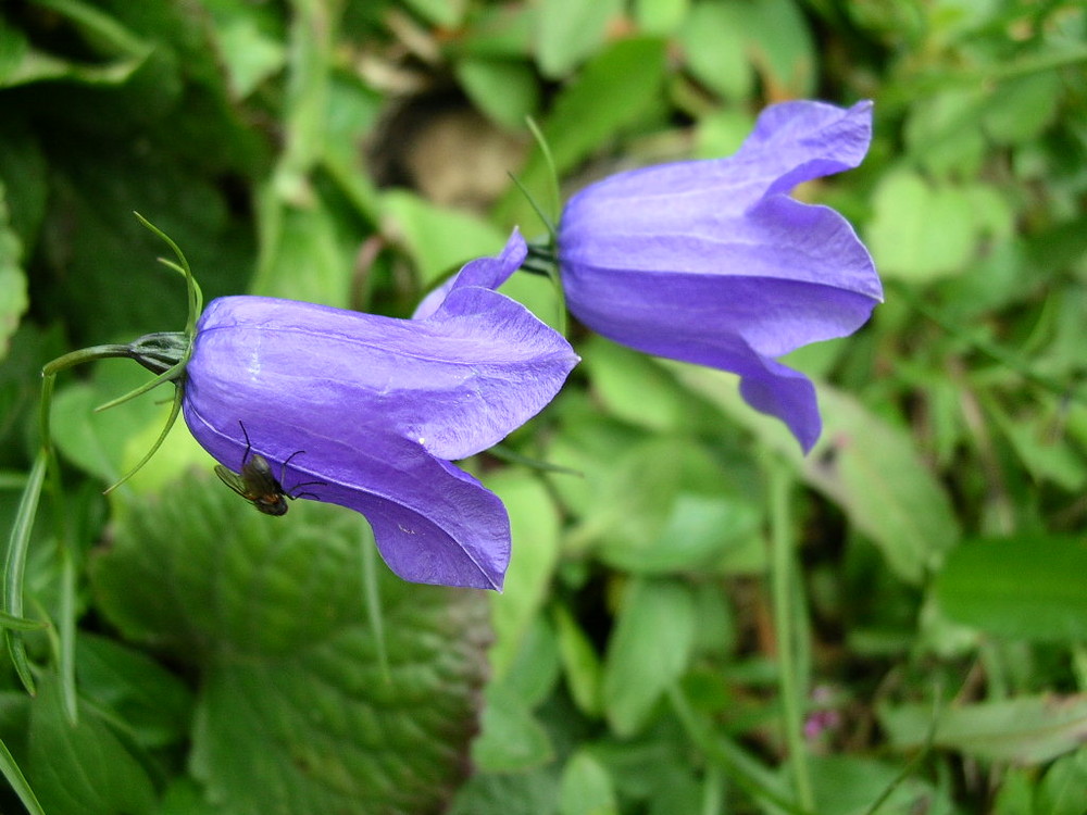 Campanella Montana