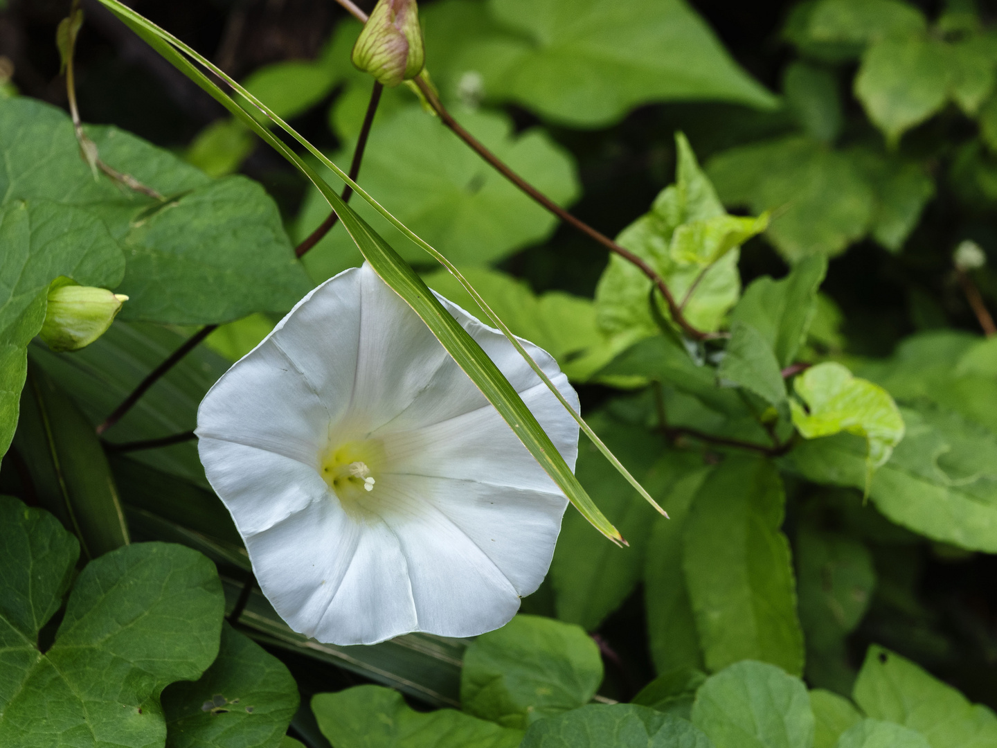 Campanella nel verde