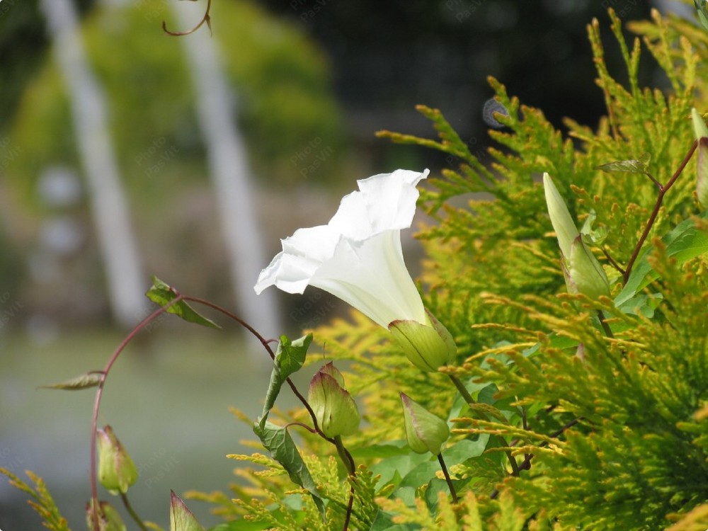 Campanella rampicante (Ipomea alba)