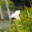 Campanella rampicante (Ipomea alba)