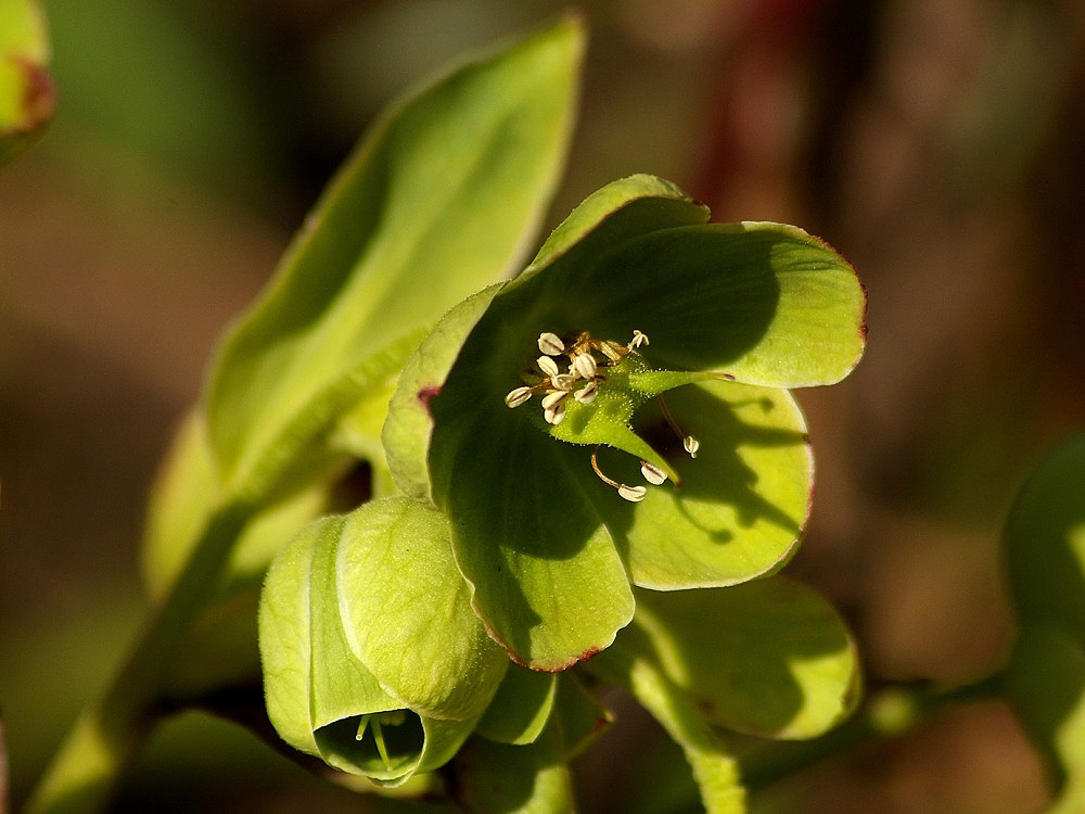 Campanella verde