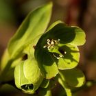 Campanella verde