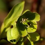 Campanella verde