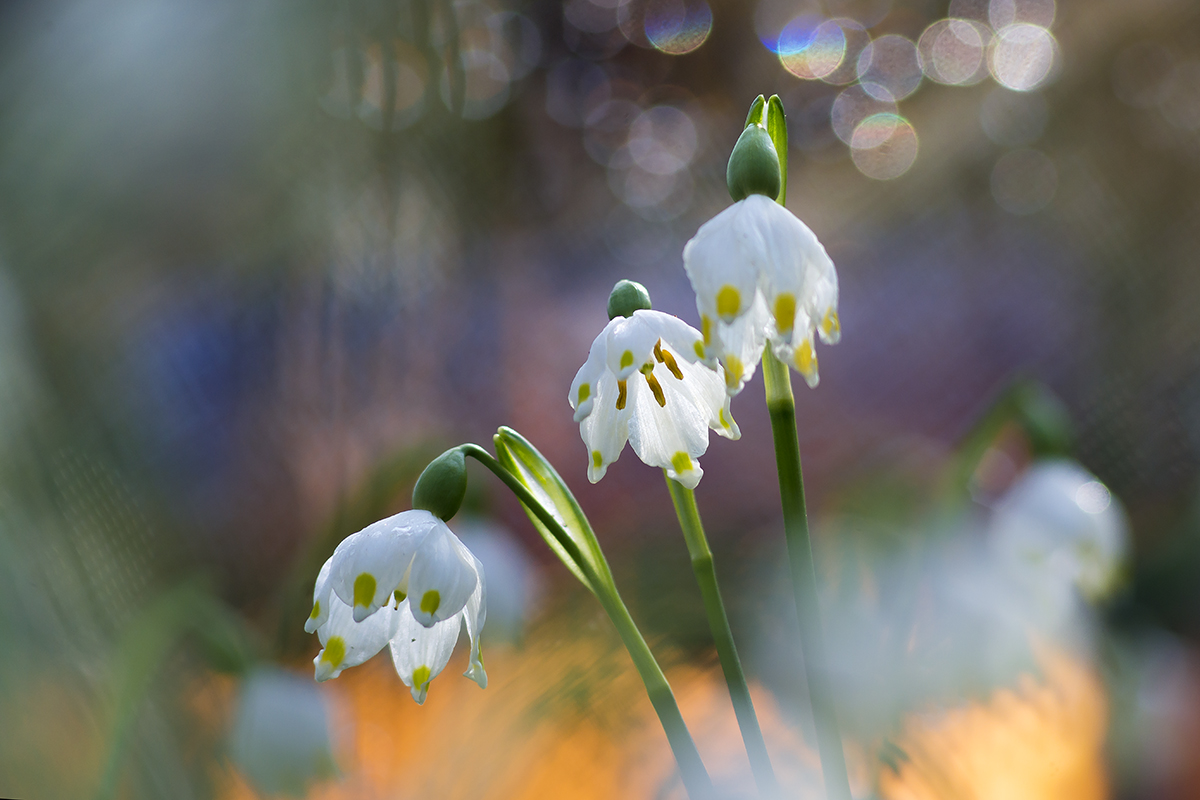 Campanelle Foto Immagini piante, fiori e funghi, fiori di campo