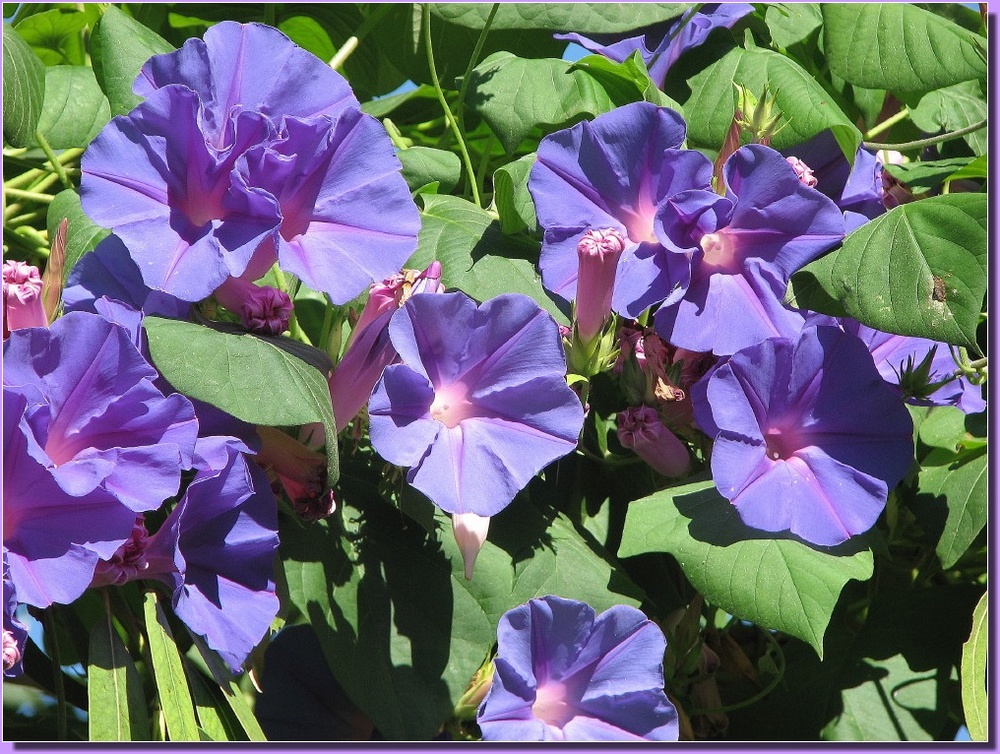 Campanelle Foto Immagini piante, fiori e funghi, fiori e alberi