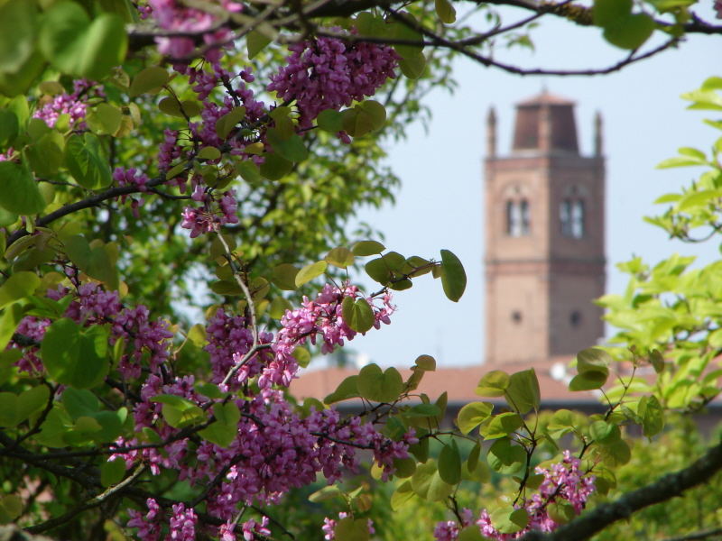 Campanile della Basilica di S. Giorgio (Ferrara) - Primavera 2006