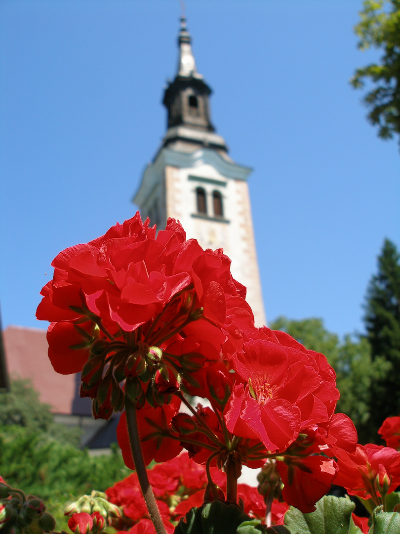 campanile tra i fiori