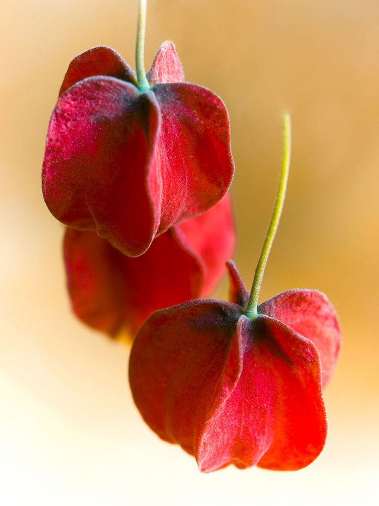 Campanilla