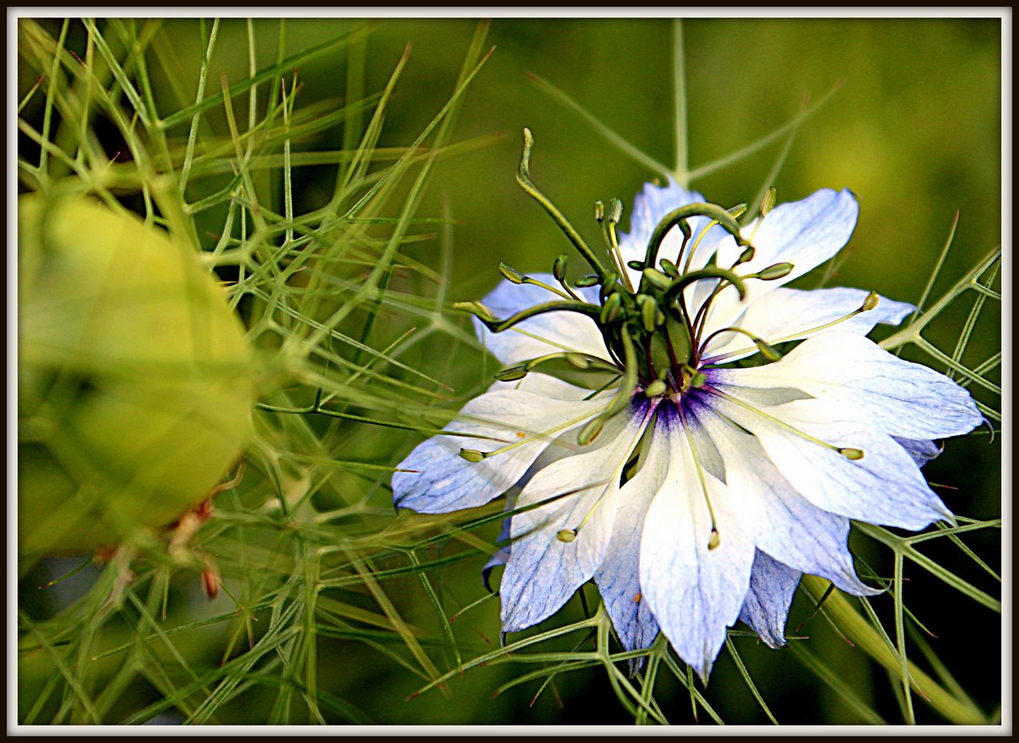 CAMPANILLA