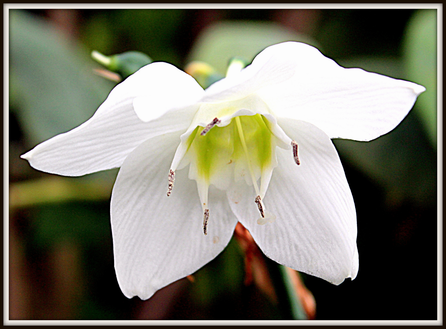 CAMPANILLA BLANCA