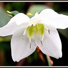 CAMPANILLA BLANCA