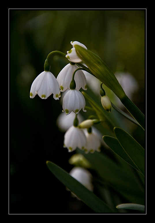 Campanilla de primavera