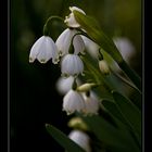 Campanilla de primavera