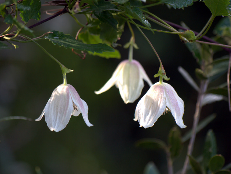 Campanillas