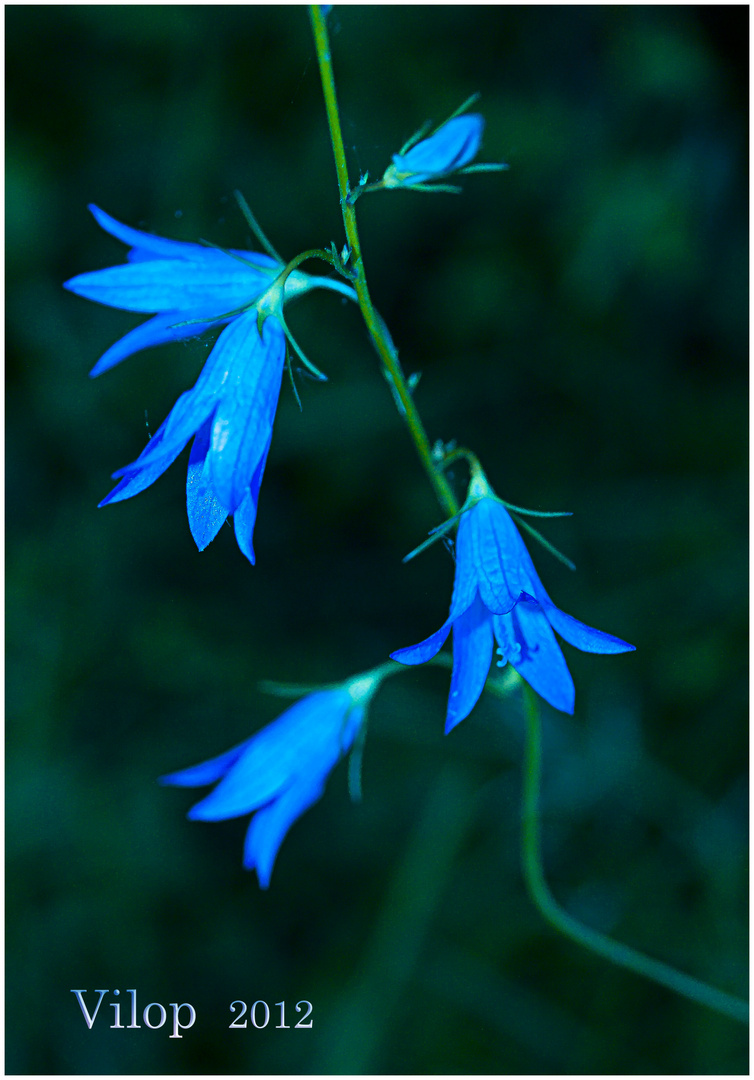 CAMPANILLAS AZULES