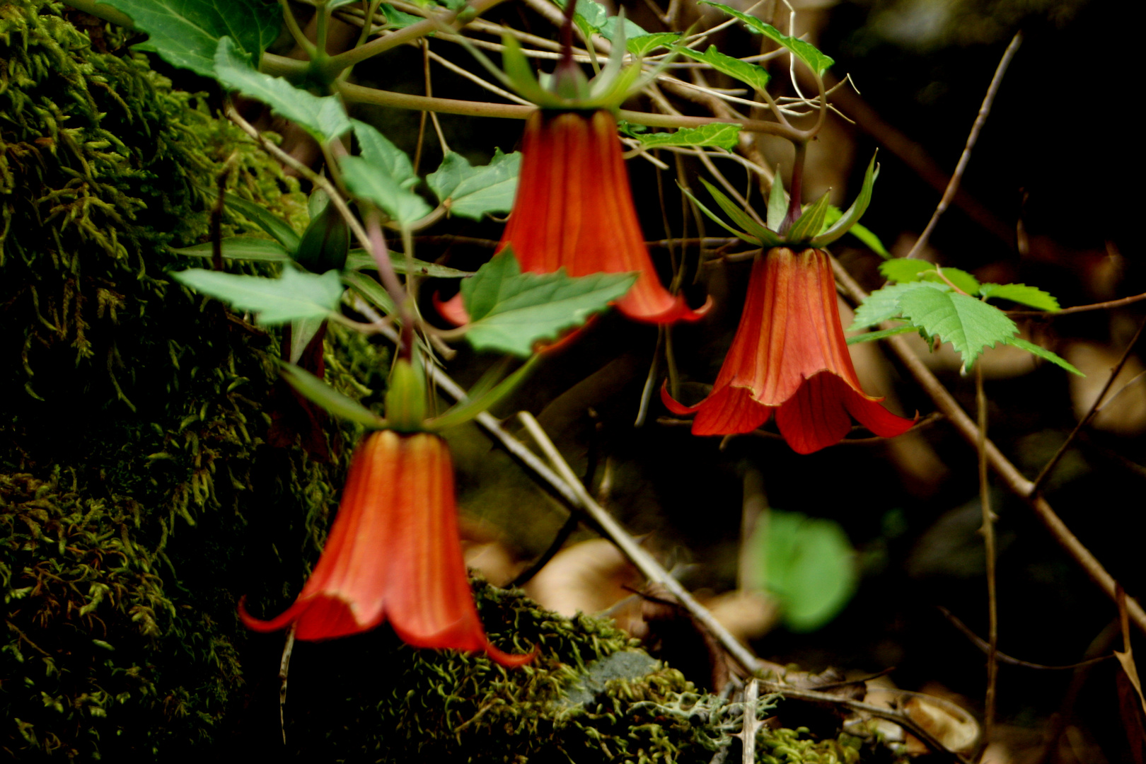 Campanillas - (Canarina Canariensis)