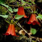 Campanillas - (Canarina Canariensis)