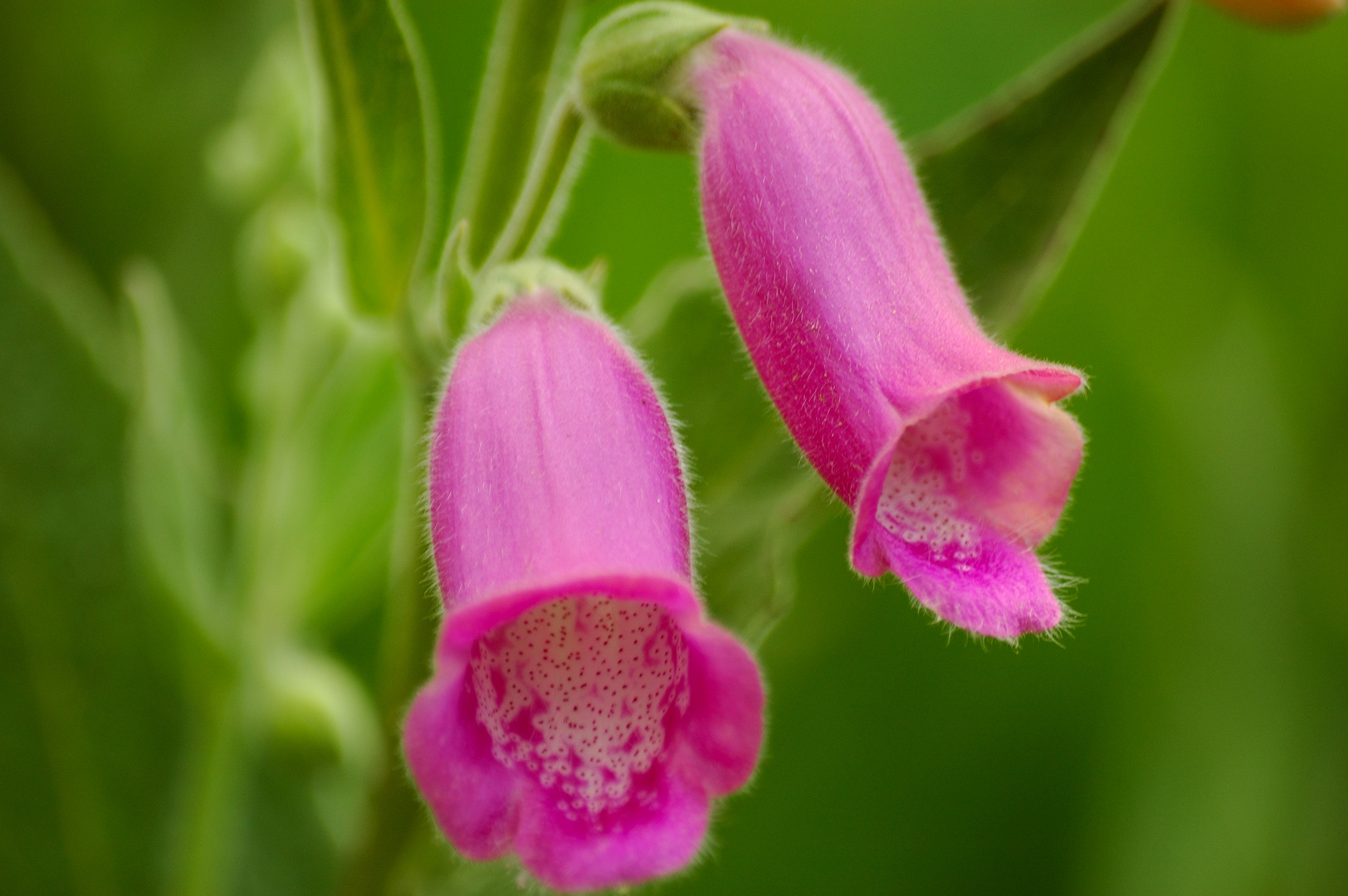 Campanillas