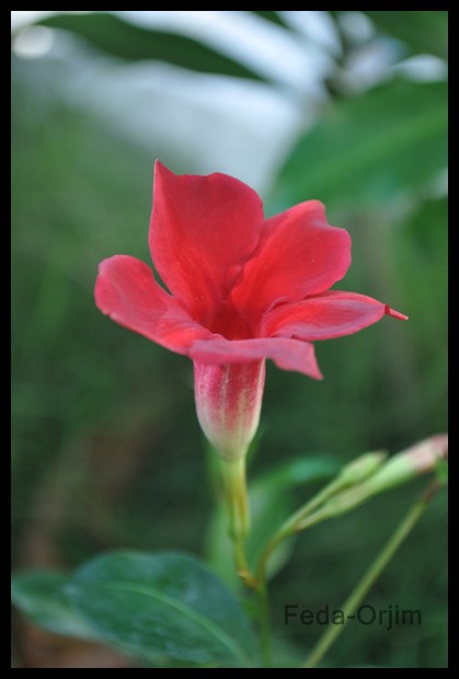 Campanita roja