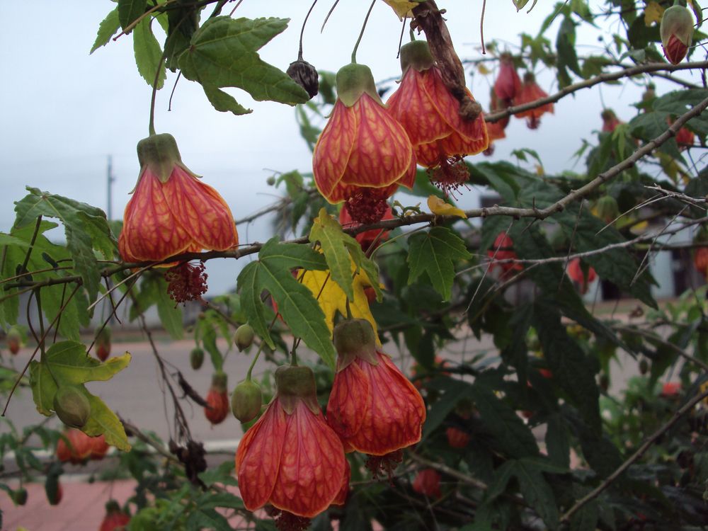 campanitas de yanín 