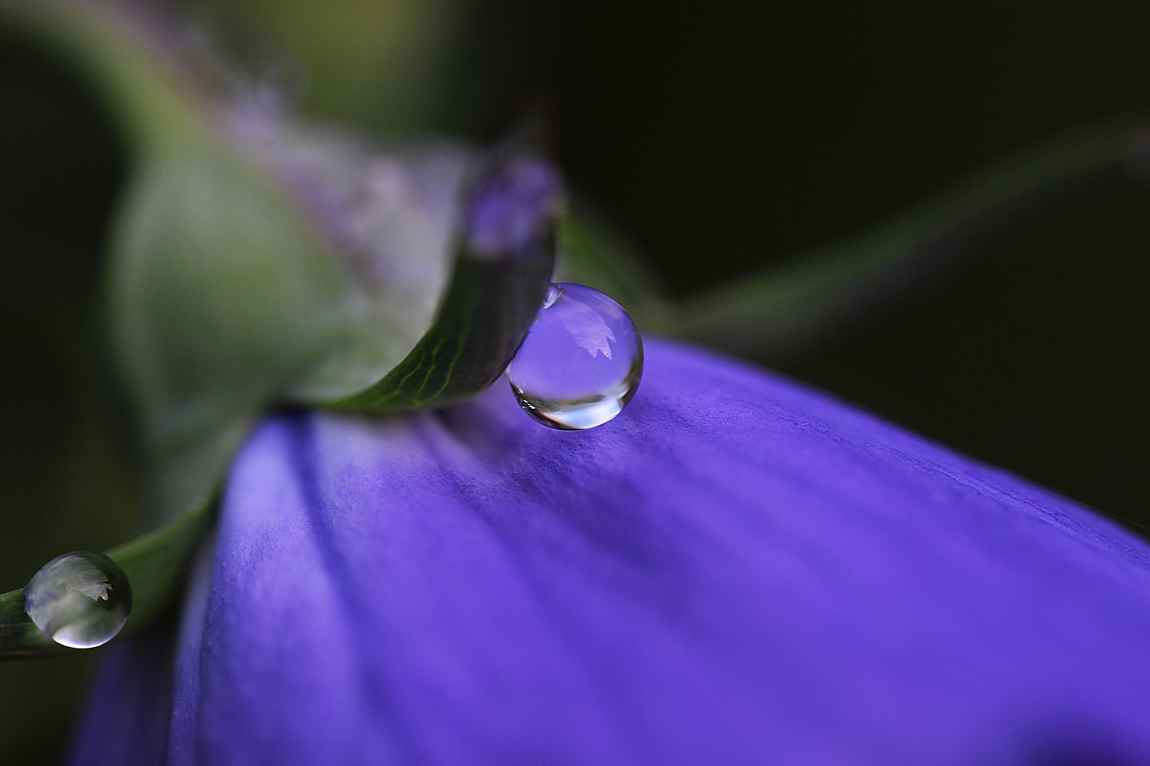 Campanula