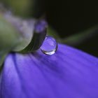 Campanula