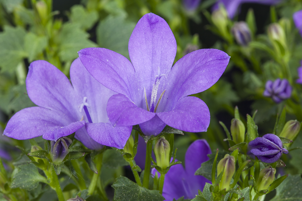 Campanula