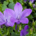 Campanula